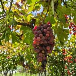 Queretaro: Cheese & Wine Tour (English) - Starting Point and Transportation Logistics