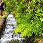 Rabaçal 25 Fontes Levada Walk in Small Groups - Exploring the Laurissilva Forest and Waterfalls