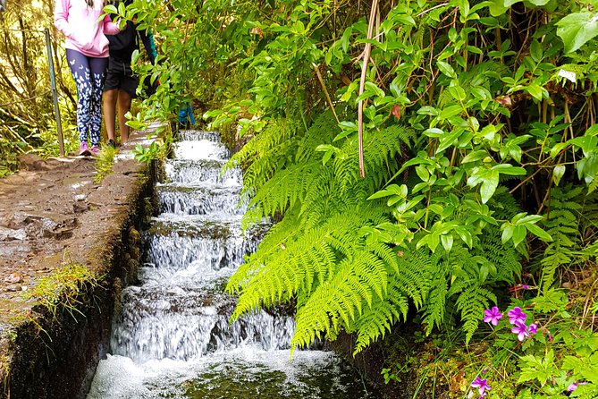 Rabaçal 25 Fontes Levada Walk in Small Groups - Exploring the Laurissilva Forest and Waterfalls