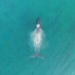 RAFT ADVENTURE - Whale Watch Discovery - The Start Point at Kauai Sea Tours in Eleele