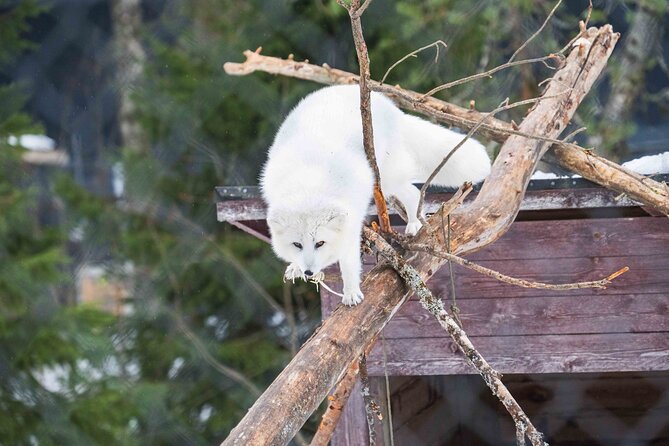 Ranua Wildlife Park Photography Tour - The Ranua Wildlife Park: A Hub of Arctic Animals
