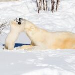 Ranua Zoo tour, optional lunch - Convenient Hotel Transfers from Rovaniemi