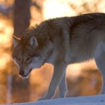 Ranua Zoo Tour (private service) - The Scenic Forest Walk Through Laplands Wildlife