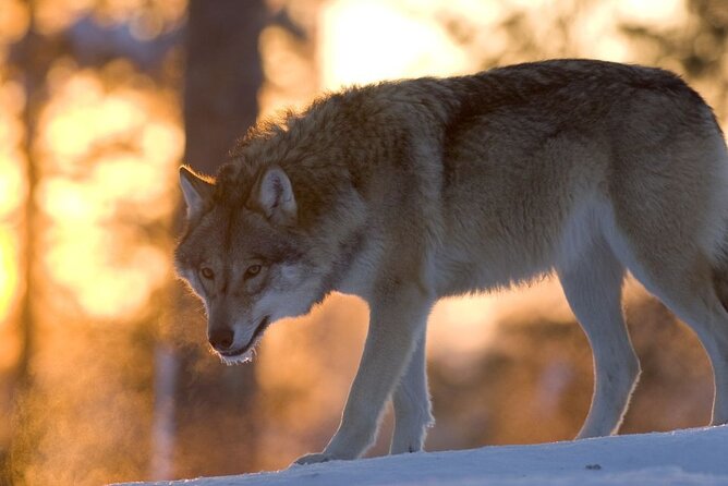 Ranua Zoo Tour (private service) - The Scenic Forest Walk Through Laplands Wildlife