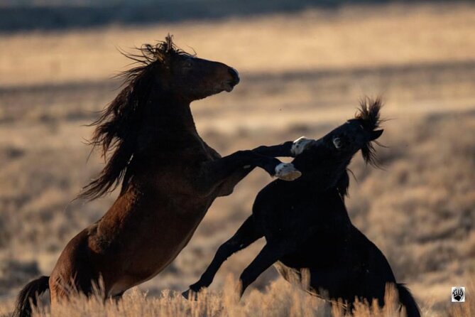 Red Canyon Wild Mustang Tours And Safaris In Cody Wyoming - Meeting Point and Logistics of the Tour