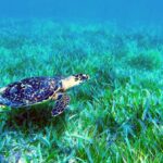 Reef Snorkeling , 3 amazing Cenotes , great local food - Exploring the Reef in Puerto Morelos