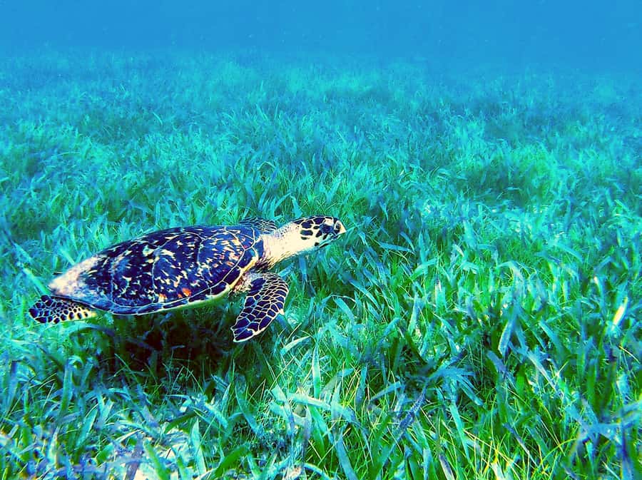 Reef Snorkeling , 3 amazing Cenotes , great local food - Exploring the Reef in Puerto Morelos