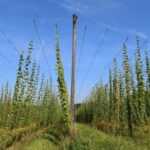 Regensburg: Holledau Hop Fields Tour and Museum Visit - Exploring the Lush Hop Fields of Holledau