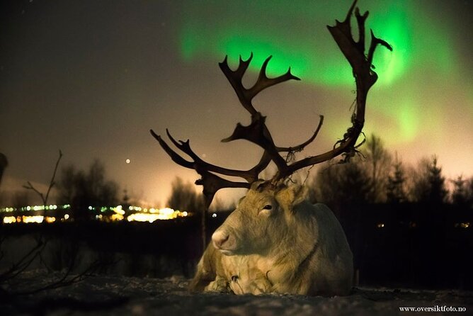 Reindeer feeding & Saami Culture with chance for Northern Lights - Starting Point and Transportation Details