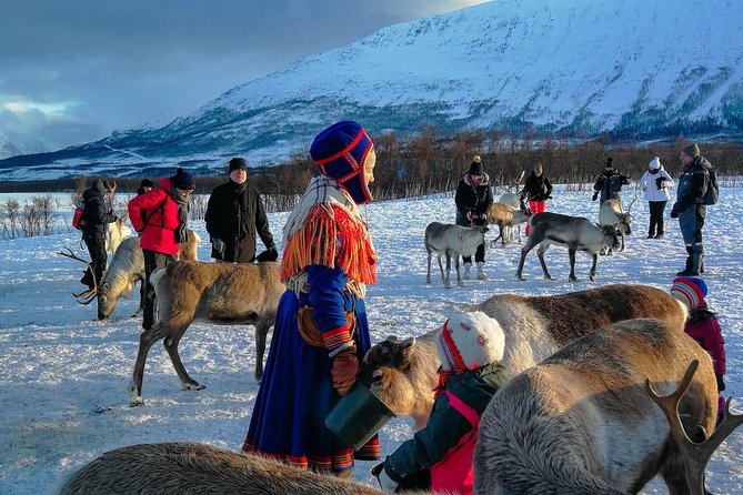 Reindeer feeding & Saami Culture - Sami Culture and Storytelling in the Lavvu