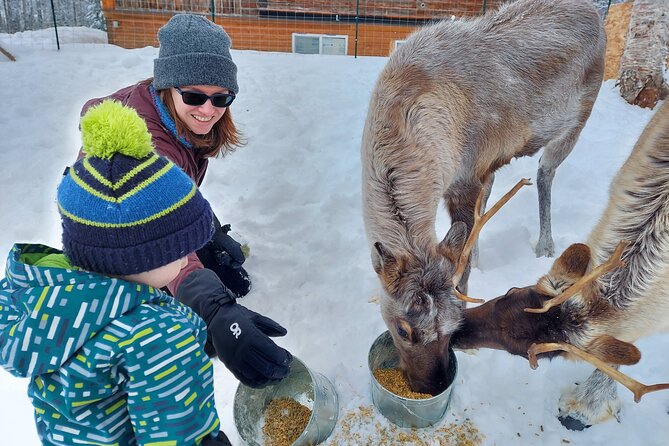 Reindeer Meet and Feed - Talkeetna - The Reindeer Feeding and Petting Experience