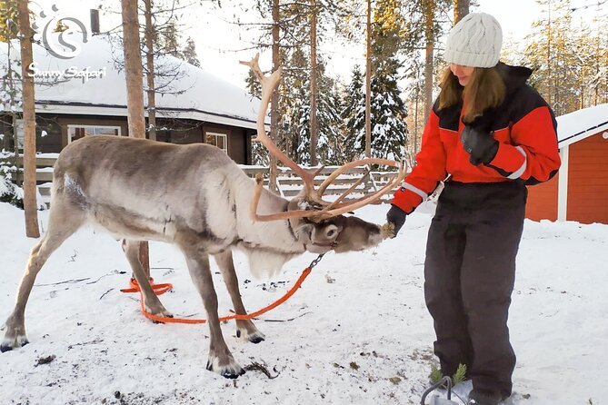 Reindeer Safari in Arctic Wilderness - Hassle-Free Transportation and Warm Clothing Provided