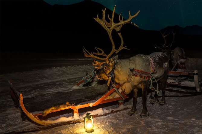 Reindeer Sledding and Feeding with Chance of Northern Lights Tromso - Departure from Tromsø at Fredrik Langes gate 4