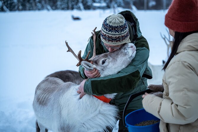 Reindeer Sledding, Feeding And Sami Culture At Reindeer Farm - Sami Culture and Storytelling at the Farm
