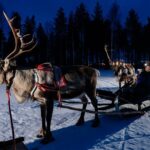 Reindeer sleigh ride across the night in Apukka Resort Rovaniemi - Journey Through the Lapland Forest at Night