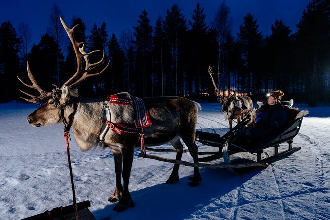 Reindeer sleigh ride across the night in Apukka Resort Rovaniemi - Journey Through the Lapland Forest at Night