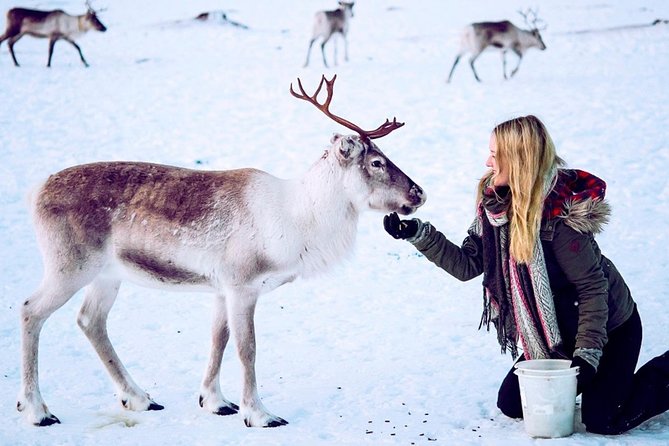 Reindeer visit, and Sami Culture Including Lunch from Tromso - Location and Meeting Point in Tromsø