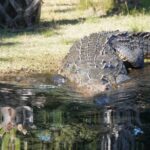 Reptile Eco Tour in Oaxacas Coastal Communities - Tour en Puerto Escondido con énfasis en la conservación de reptiles
