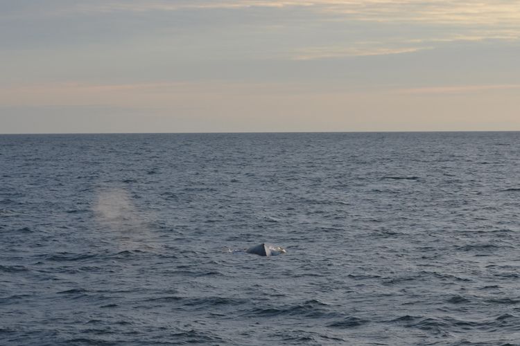 Reykjavik: Midnight Sun Whale Watching Tour - Starting Point and Easy Access from Reykjavik