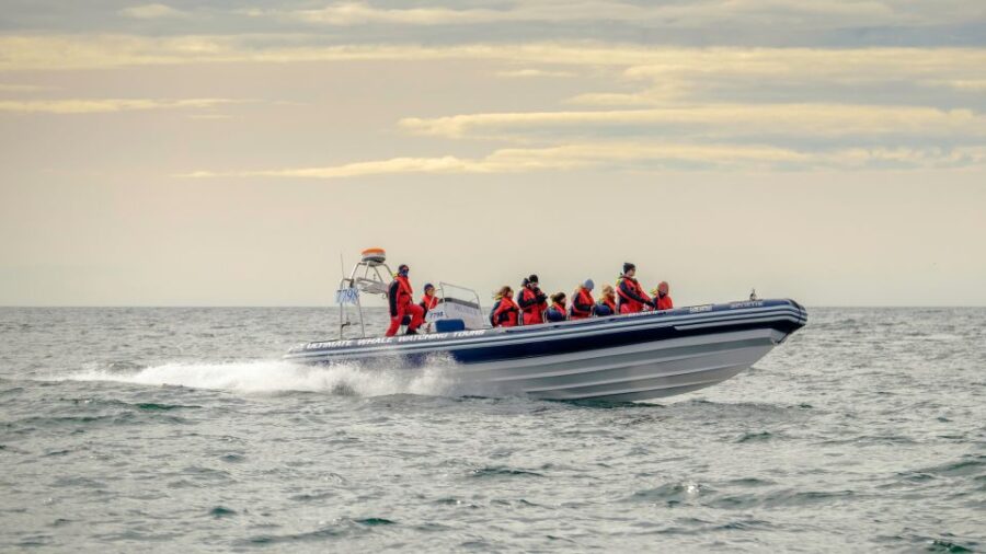 Reykjavik: Premium Whale and Puffin Watching Evening Tour - Departing from Reykjavik’s Old Harbour in Style