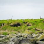 Reykjavik: Puffin Watching Boat Tour - From the Old Harbour to Reykjavik’s Islands