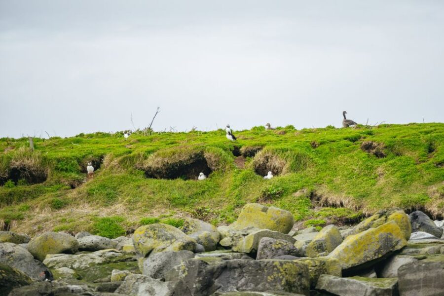 Reykjavik: Puffin Watching Boat Tour - From the Old Harbour to Reykjavik’s Islands