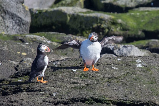 Reykjavik Shore Excursion: Puffin Sightseeing Cruise - The 15-Minute Journey to Akurey Island