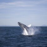Reykjavik: the Original 3-Hour Whale Watching Tour - Starting Point at Reykjavik’s Old Harbour
