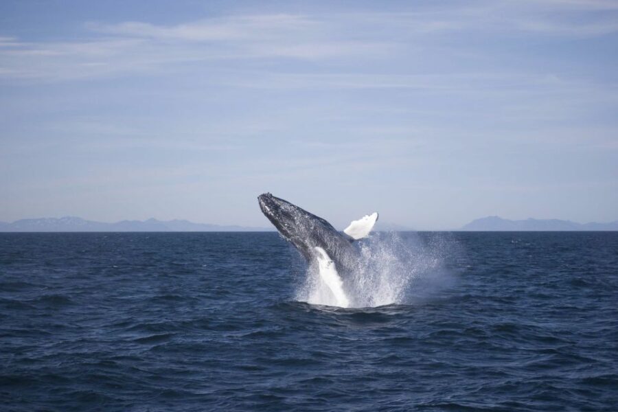 Reykjavik: the Original 3-Hour Whale Watching Tour - Starting Point at Reykjavik’s Old Harbour