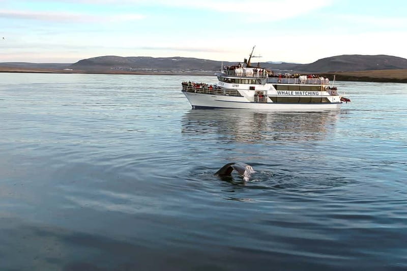 Reykjavik: Whale Watching Tour with Expert Guide - The Boat Andrea: Comfort and Capacity
