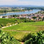 Rhine Valley Wine Tasting Tour from Frankfurt and Mainz - Tasting and Cellar Tours at Renowned Vineyards