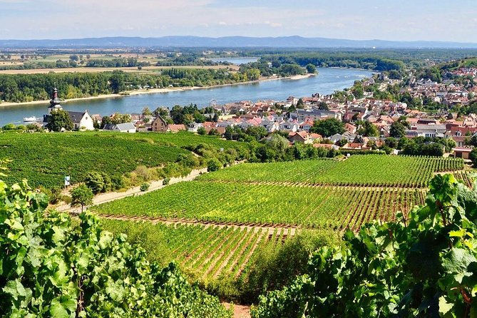Rhine Valley Wine Tasting Tour from Frankfurt and Mainz - Tasting and Cellar Tours at Renowned Vineyards