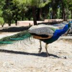 Rhodes: Filerimos Hill and Butterfly Valley Bus Trip - Visiting Filerimos Hill: Ruins and Breathtaking Views