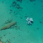 Rhodes: Stand Up Paddle & Snorkel Adventure - Snorkeling and Underwater Adventures in Rhodes