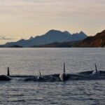 RIB Sea Eagle Safari Trollfjord Cruise - The Thrill of Speeding on a RIB Boat