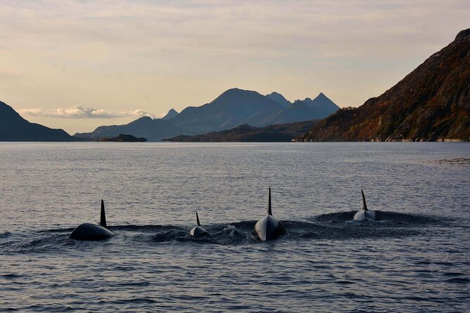 RIB Sea Eagle Safari Trollfjord Cruise - The Thrill of Speeding on a RIB Boat