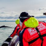 RIB Whale Watching Small-Group Boat Tour from Reykjavik - Visiting Puffins Near Reykjavík Islands