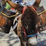 Ride Ajusco mountain trails & enjoy a ranch barbecue - Riding Through Meadows and Mountain Trails