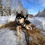 Riga: Husky Dog Sledding and Ride in Bobsleigh Track - Practical Details: Logistics and Group Size