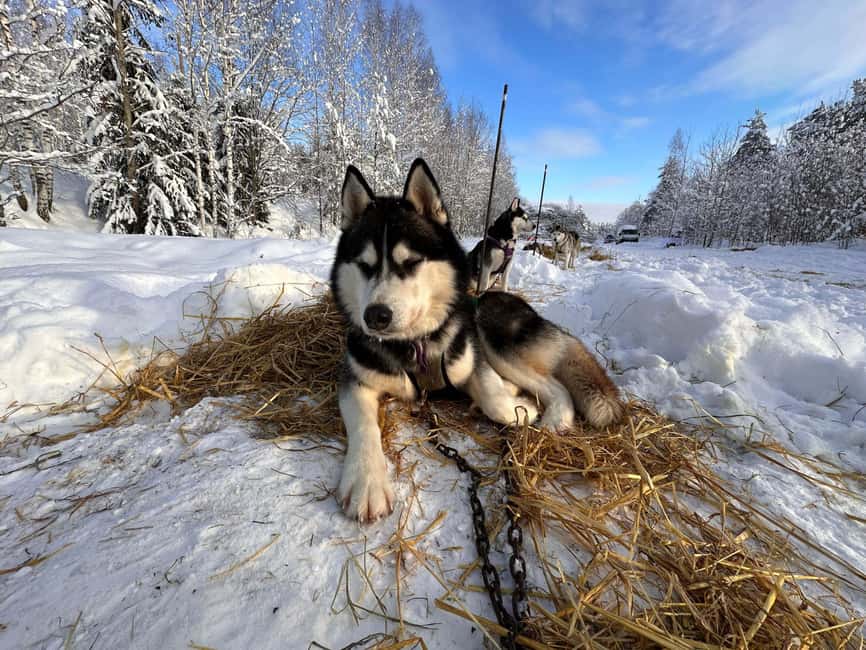 Riga: Husky Dog Sledding and Ride in Bobsleigh Track - Practical Details: Logistics and Group Size