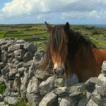 Ring of Kerry & Killarney tour departing from Cork City. Guided. Full Day. - Meeting Point and Tour Logistics in Cork