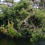 River Cruise Tour with Manatee Viewing - Meeting Point and Tour Logistics
