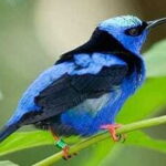Riviera Maya: Puerto Morelos 4-Hour Bird Watching Tour - Inside the Puerto Morelos Botanical Gardens