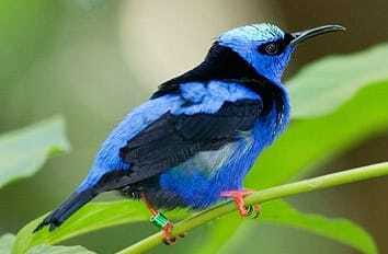 Riviera Maya: Puerto Morelos 4-Hour Bird Watching Tour - Inside the Puerto Morelos Botanical Gardens