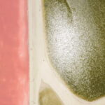 Riviera Maya: Rio Lagartos & Las Coloradas Day Trip w/Lunch - Starting Your Day at Convenient Pickup Locations