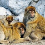 Rock Tour in Gibraltar by Bus with Tickets - Meeting point and logistics at Queensway Road