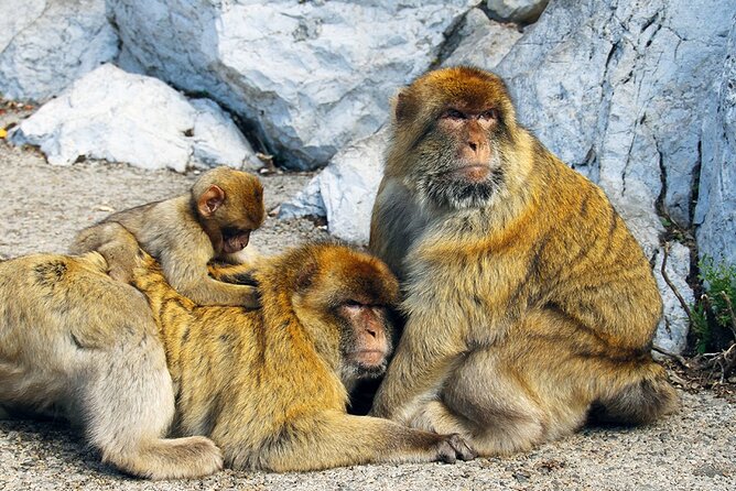 Rock Tour in Gibraltar by Bus with Tickets - Meeting point and logistics at Queensway Road