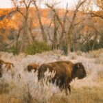 Rocky Mountain Escape - Exploring Echo Lake Park at the Foot of Mount Blue Sky