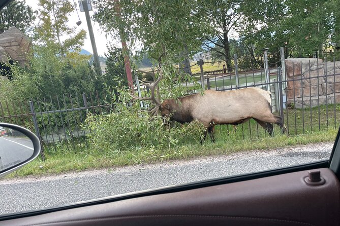 Rocky Mountain National Park Car Tour from Estes Park - Convenient Transportation and Expert Guidance