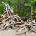 Rocky Mountain National Park Tour from Denver - Discover Lyons, the Gateway to the Rockies